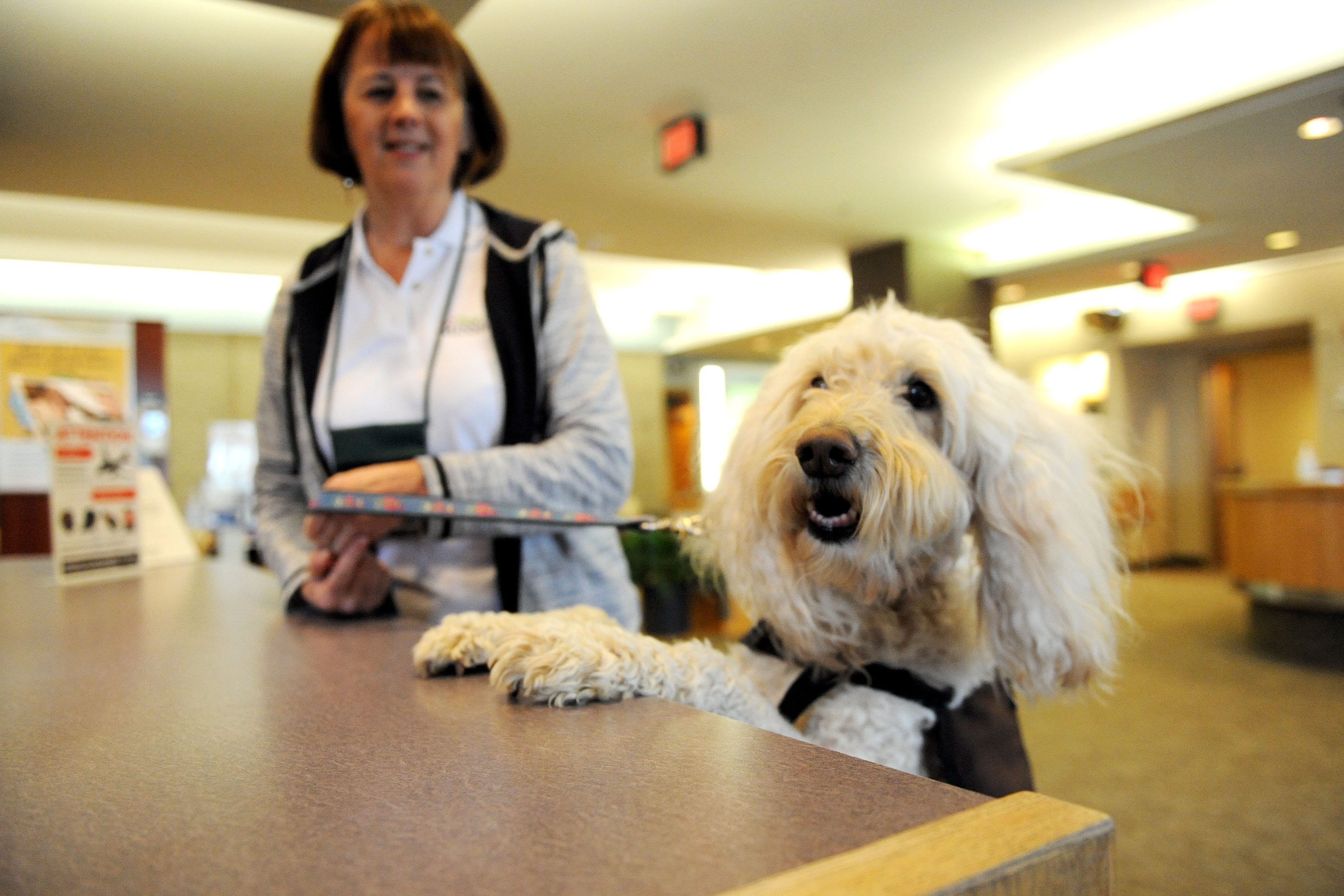 goldendoodle therapy dog